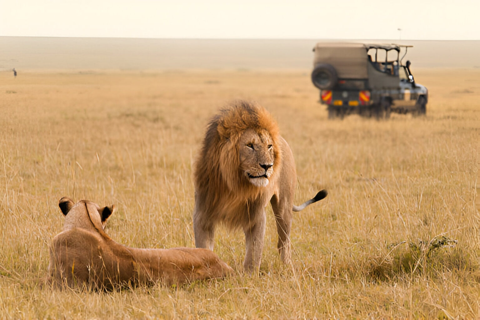 Day Maasai Mara Package Beeline Safaris