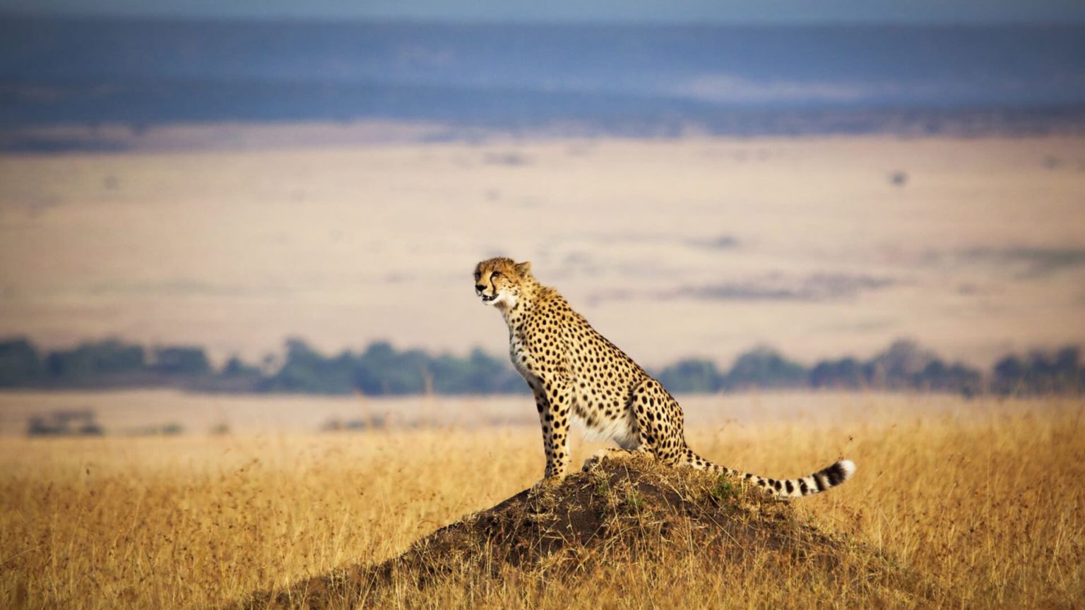 cheetah-in-the-masai-mara-1536x864